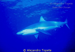 Reef  Shark  close encounter, Blue Hole  Belize by Alejandro Topete 